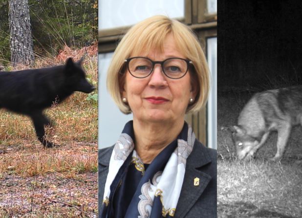 Skärmklipp